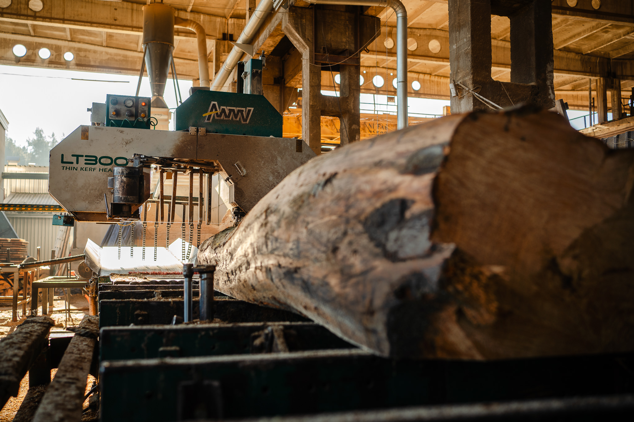 Rodzaje drewna liściastego dostępnego w naszym składzie – przewodnik dla klientów